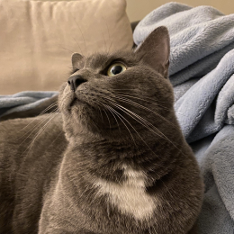 Astrid profile