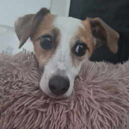 Daisy profile