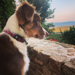 Reyna profile