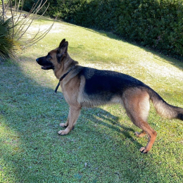 Olfa profile