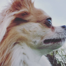 Papaye profile