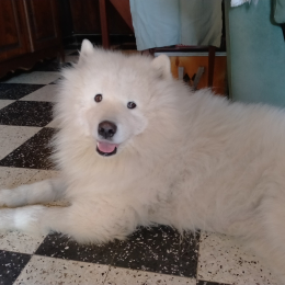 Doggo profile