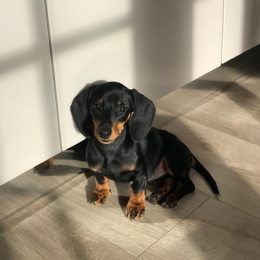 Suzie profile