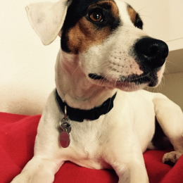 Izaac profile