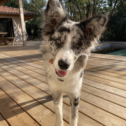 Milos profile