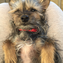 Poupette profile