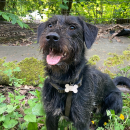 Freyja profile
