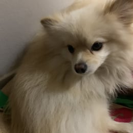 Scoty profile
