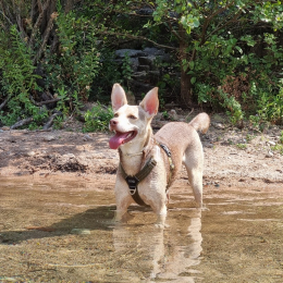Echo profile
