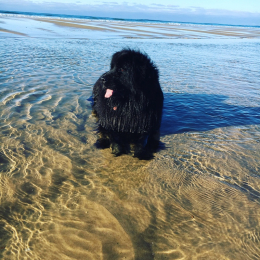 Mya profile