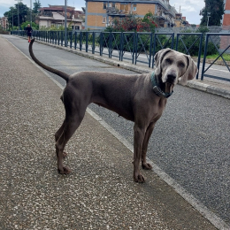 Carlotta profile