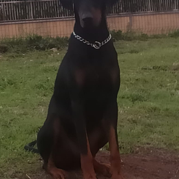 Ramon profile