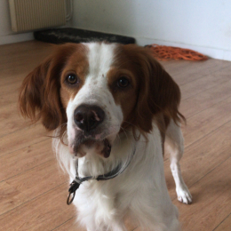 Olaf profile