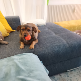 Jack profile