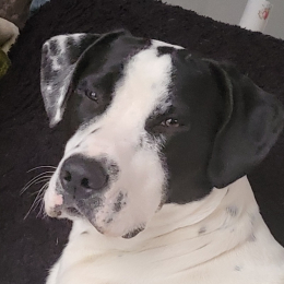 Snoopy profile