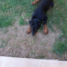 Ares profile