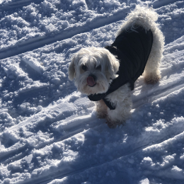 Milou profile