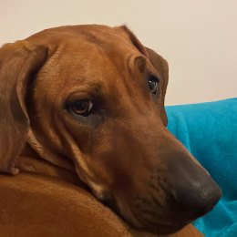 Savannah profile