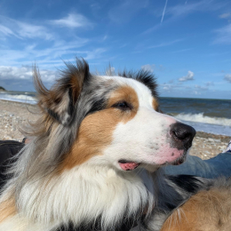 Doggo profile
