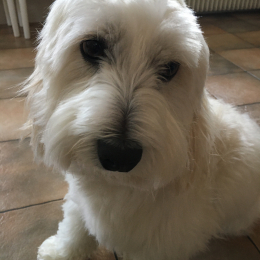 Olaf profile