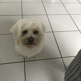 Lilou profile