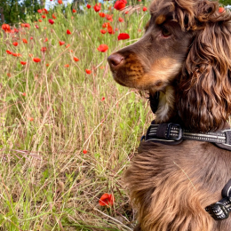 Ushka profile