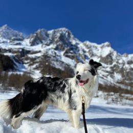 Brando profile