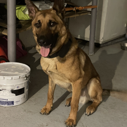 Max profile