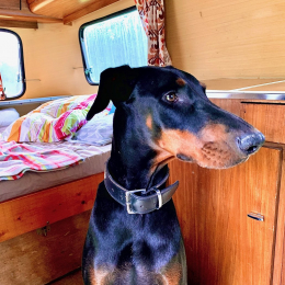 Kali profile