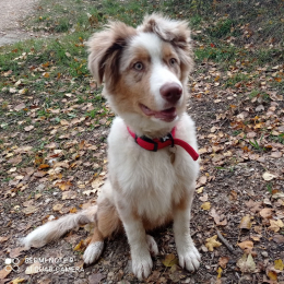Archie profile