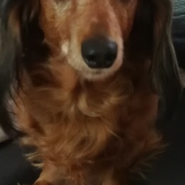Dorothée profile