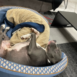 Bronson profile