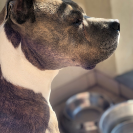 Doggo profile
