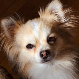 Koda profile