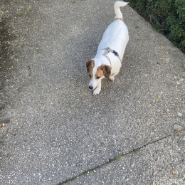 Doggo profile