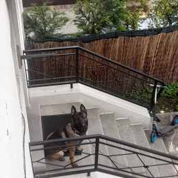 Rex profile