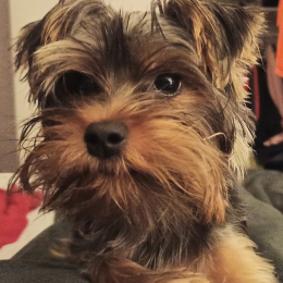 Vaya profile