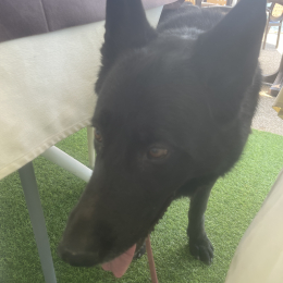 Isabeau profile