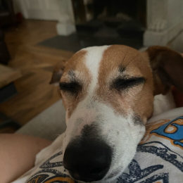 Stitch profile