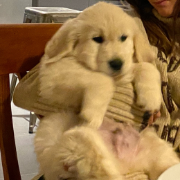 Max profile