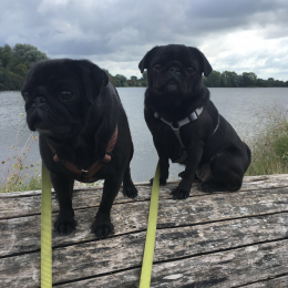 Maya et sierra  profile