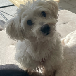 Oscar profile