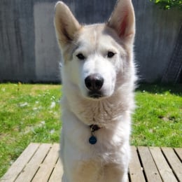 Kitsune profile