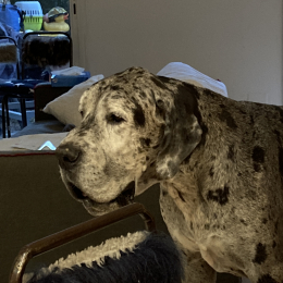 Léon profile