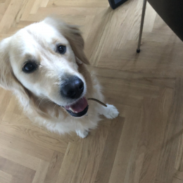 Doggo profile