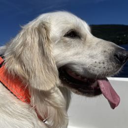 Sacha profile