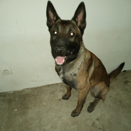 Sam profile
