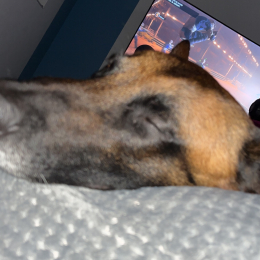 Zelia profile