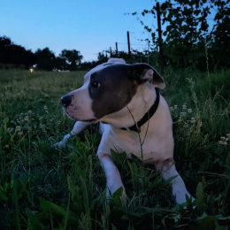 Mia profile