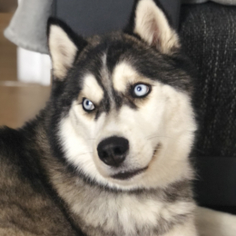 Hatchi profile